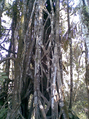 Ficus Estrangulador.
