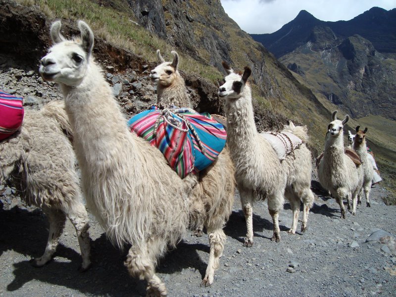 Llamas.